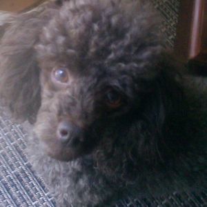 Meet your Posher, Debbie